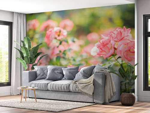 Rosier rose clair