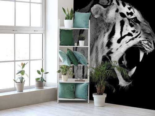 Tigre rugissant noir