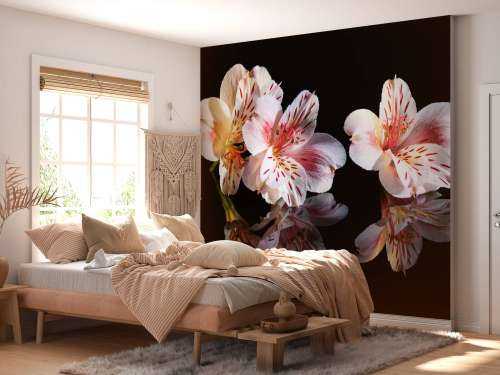 Fleurs d'alstroémère avec reflet
