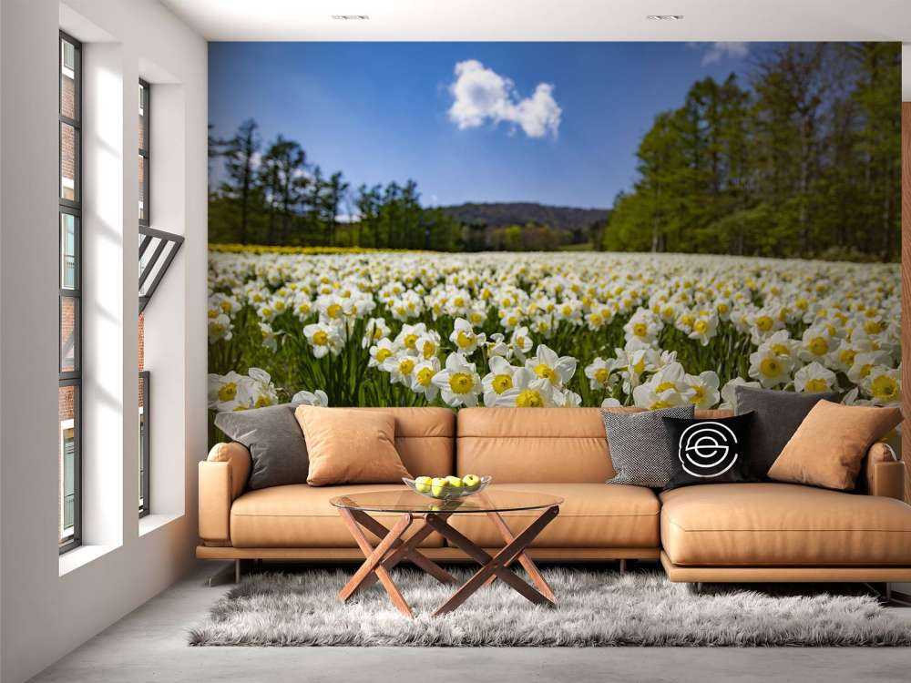 Jonquilles blanches