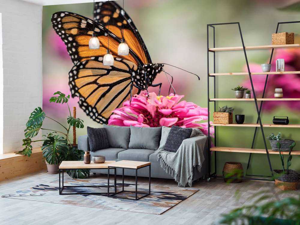 Papillon monarque