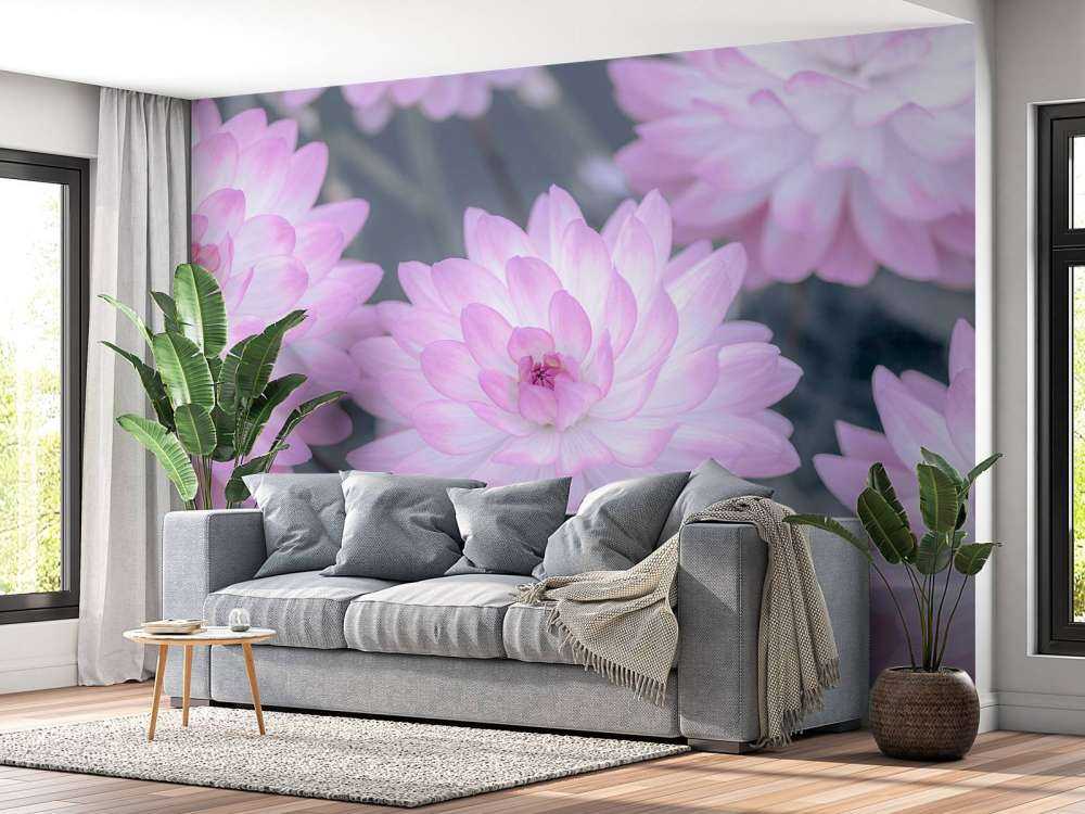Rose fleur de dahlia