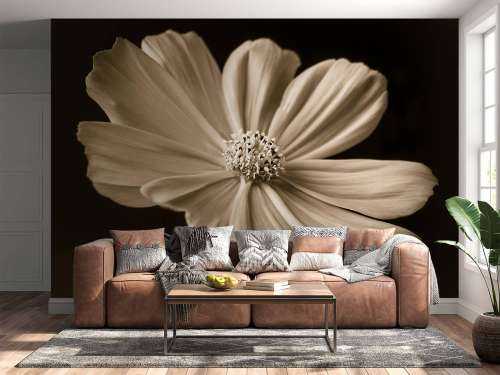 Fleur de cosmos