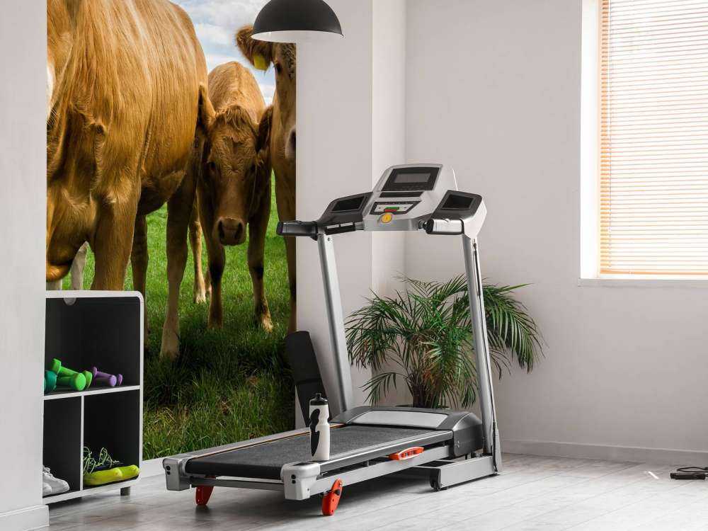 Vaches brunes
