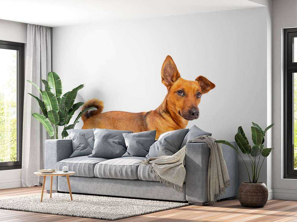 Un chien mignon