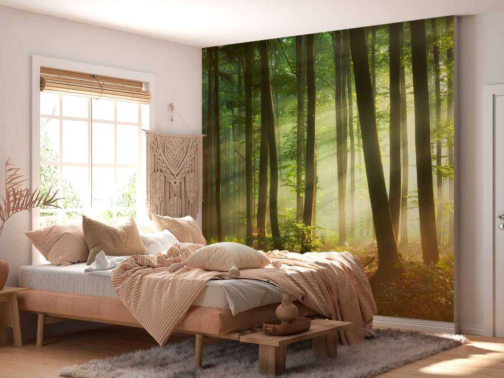 Soleil matinal parmi les arbres