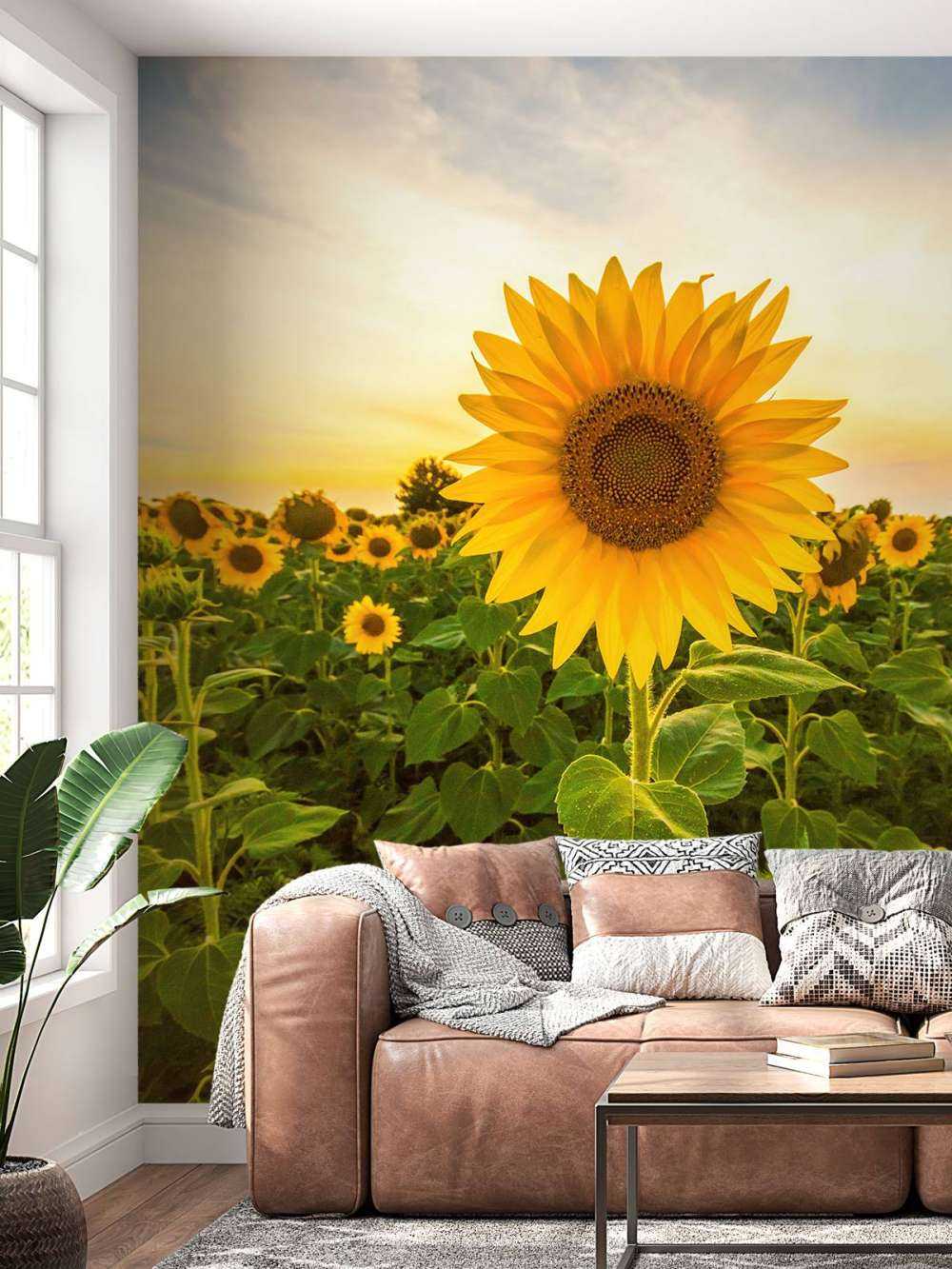Le tournesol dans les champs