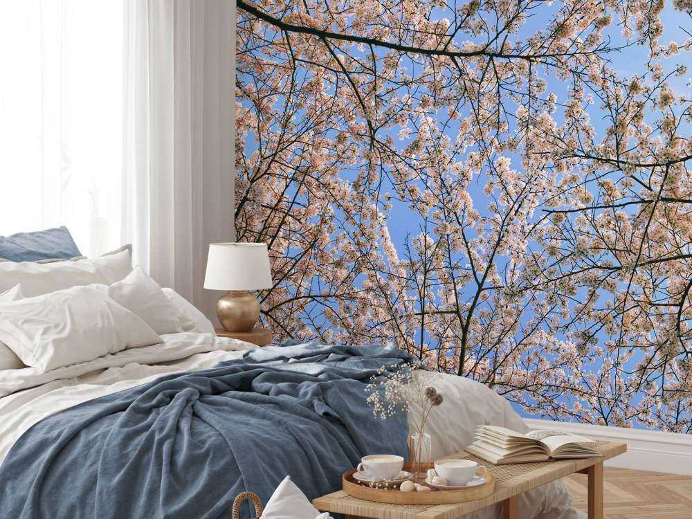 Des branches fleuries en pleine floraison
