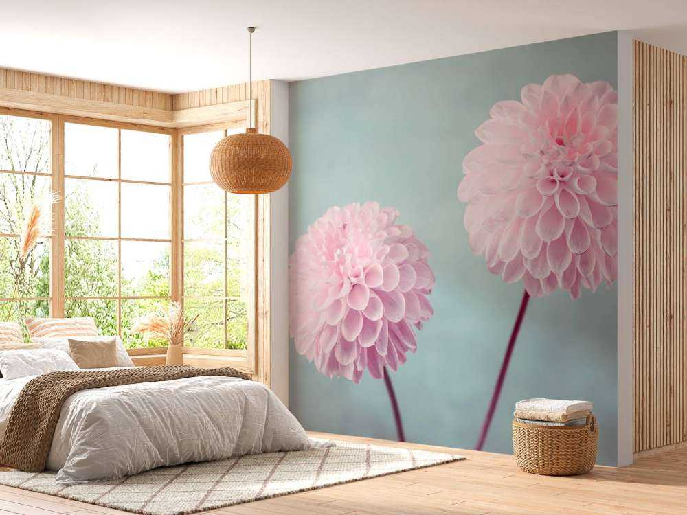 Deux fleurs de Dahlia