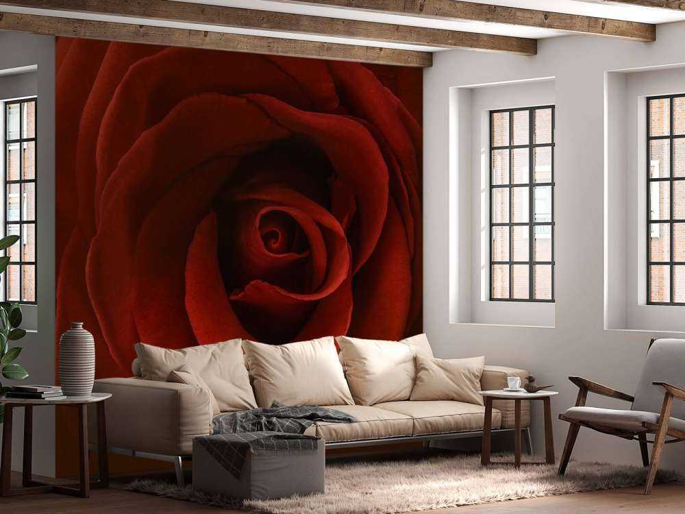 Gros plan sur la rose rouge
