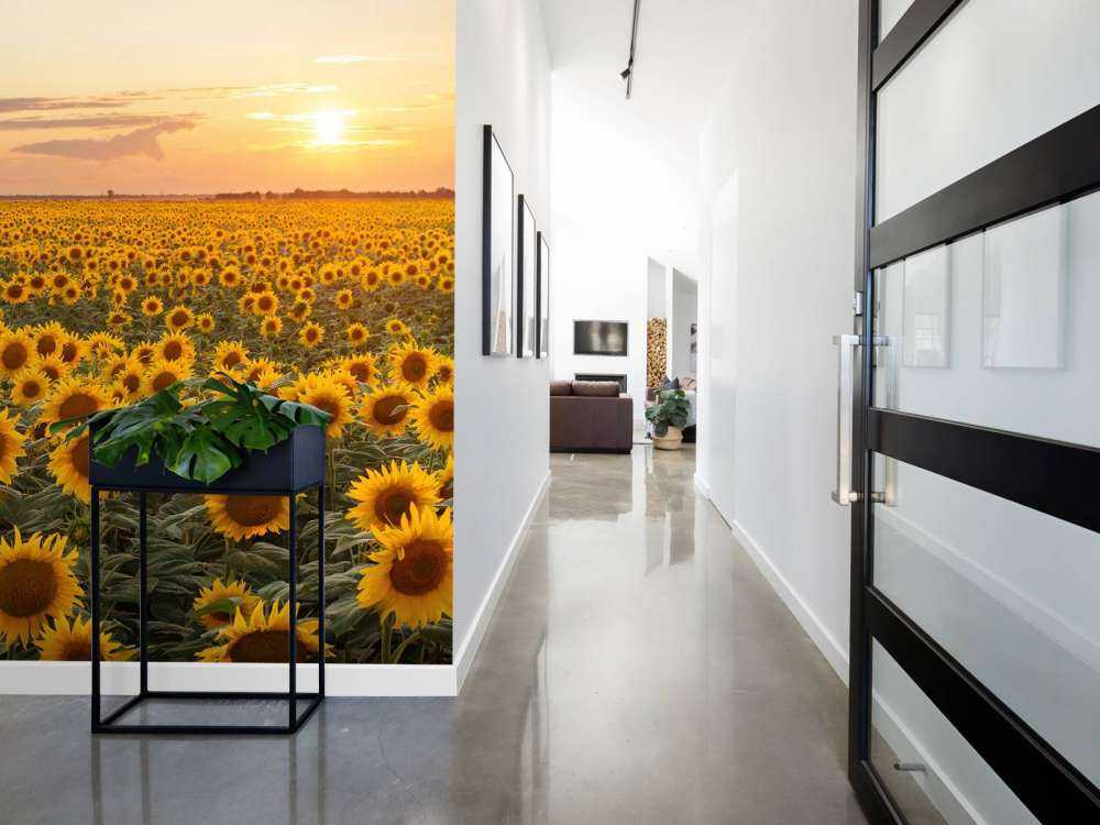 Champ de tournesol avec coucher de soleil