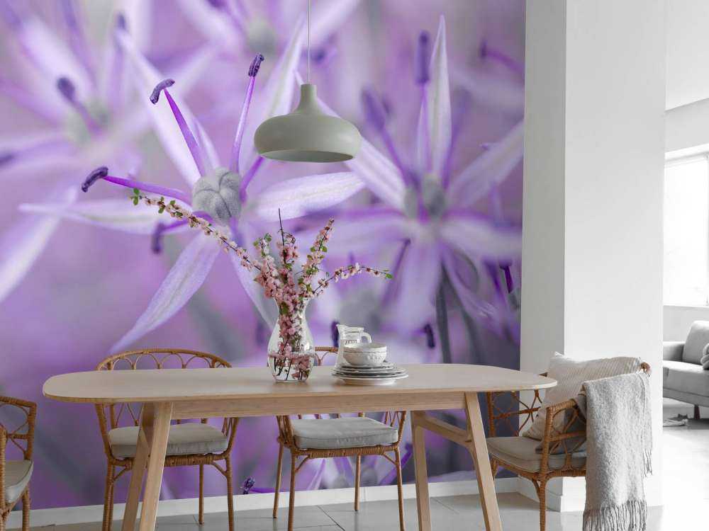 Fleurs d'allium pourpres