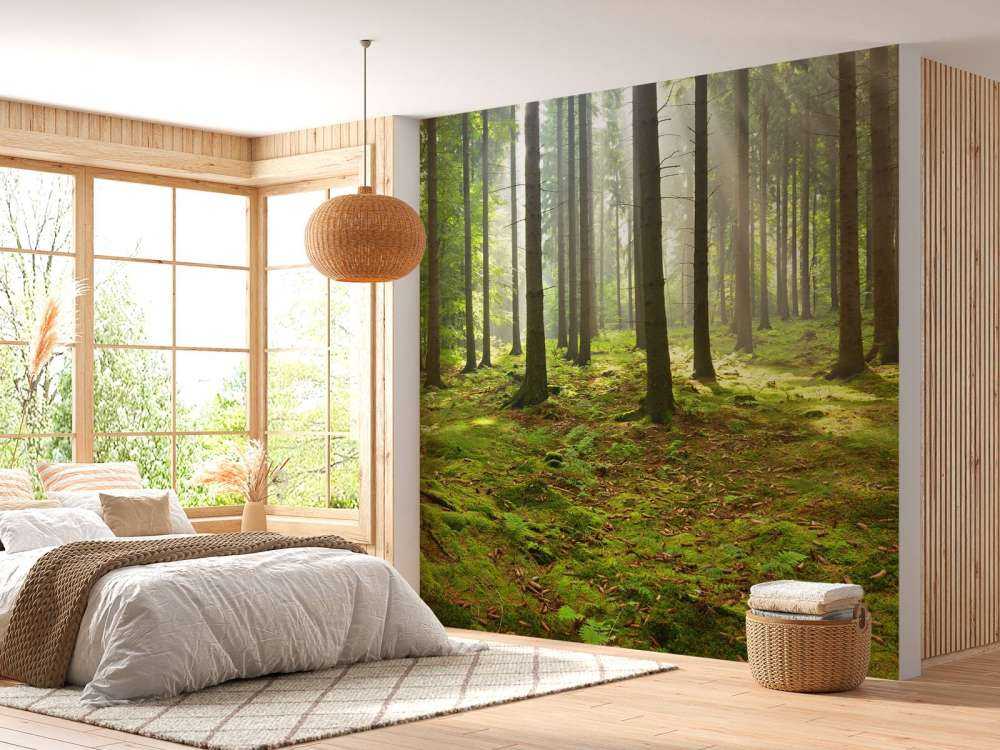 Forêt d'épicéas ensoleillée