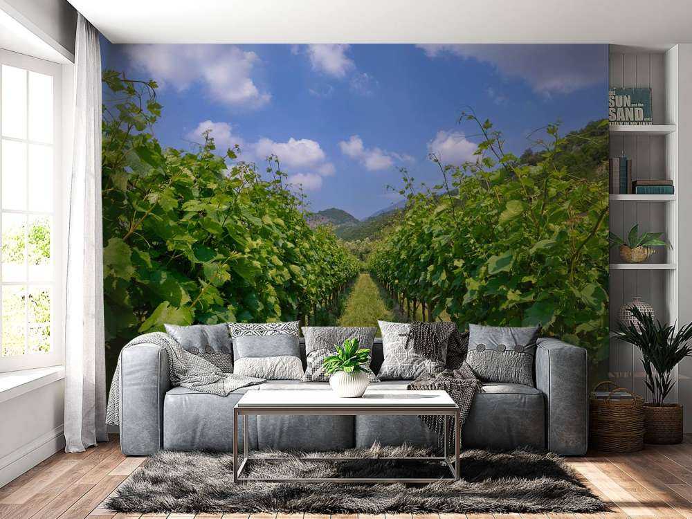 Vignoble en Italie