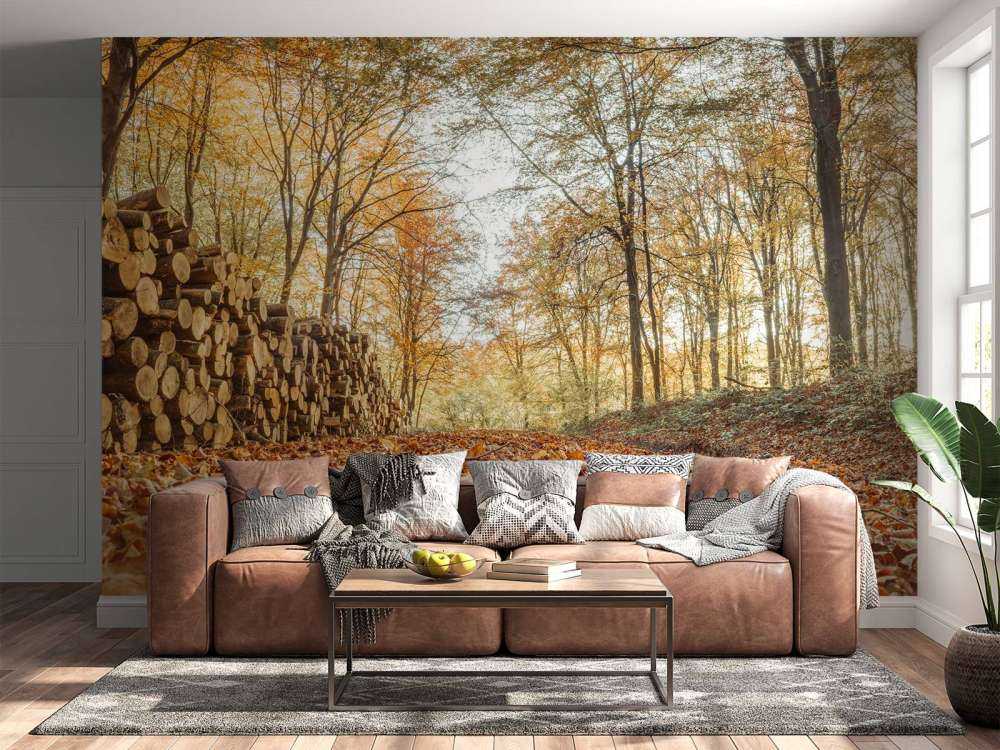 Troncs d'arbres dans la forêt d'automne