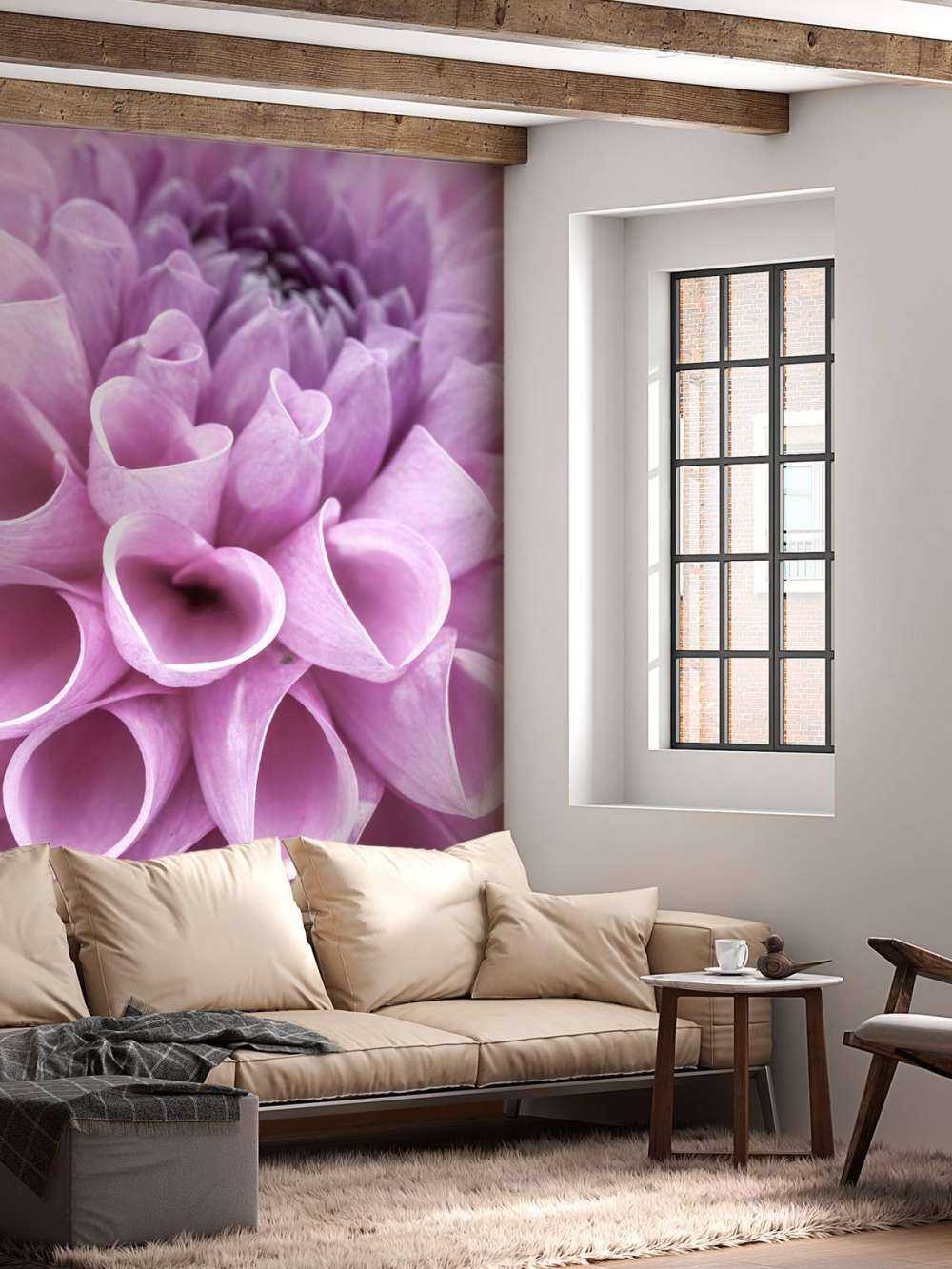 Dahlia mauve