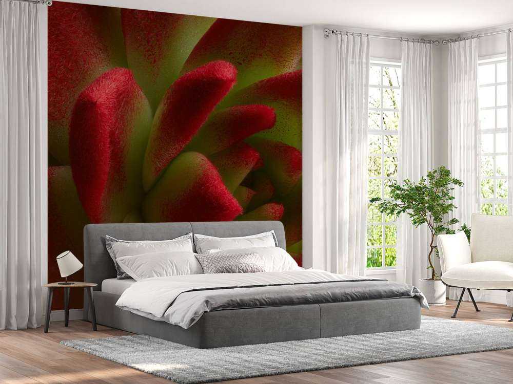 Cactus rouge