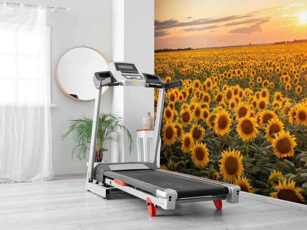 Champ de tournesol avec coucher de soleil