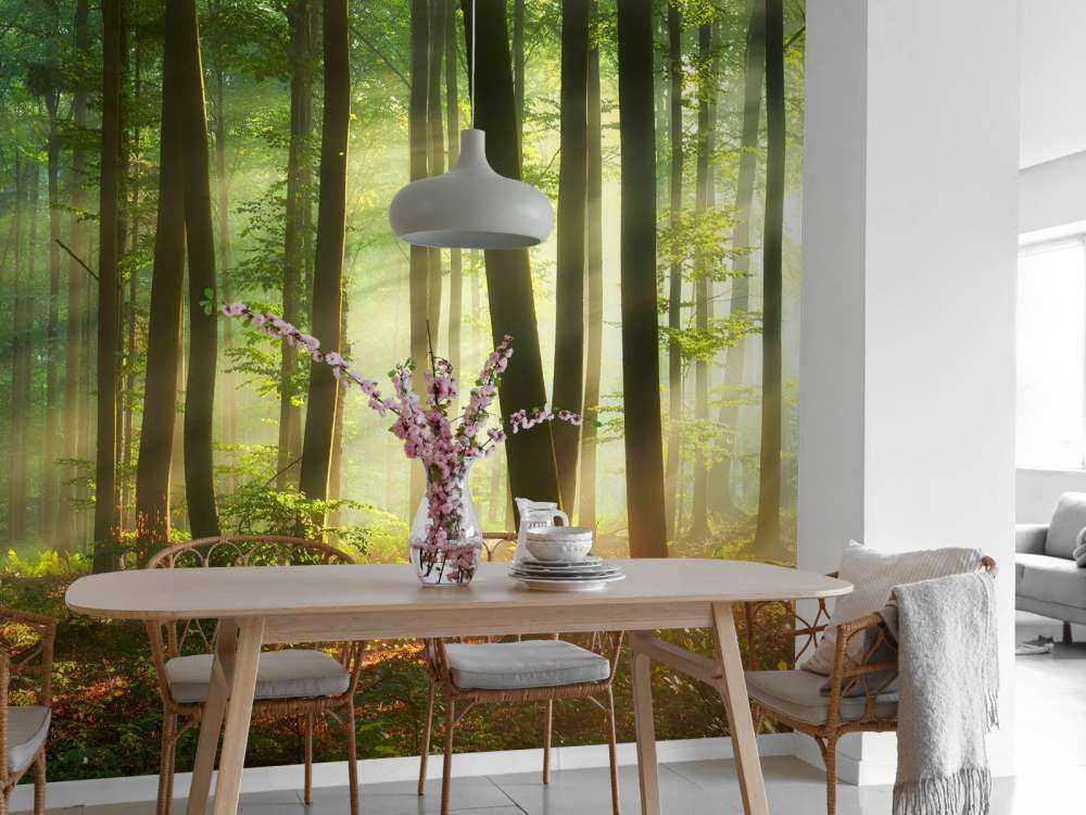 Soleil matinal parmi les arbres