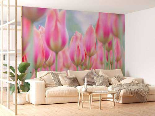 Gros plan sur des tulipes roses