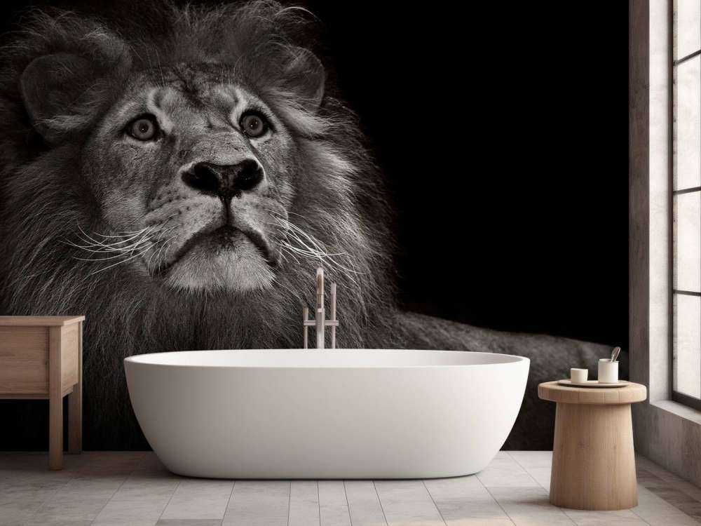 Lion sur fond noir