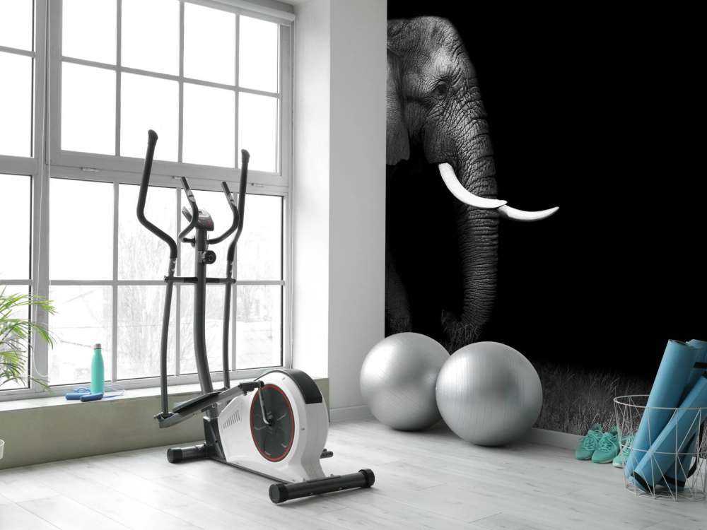 Eléphant sur herbe
