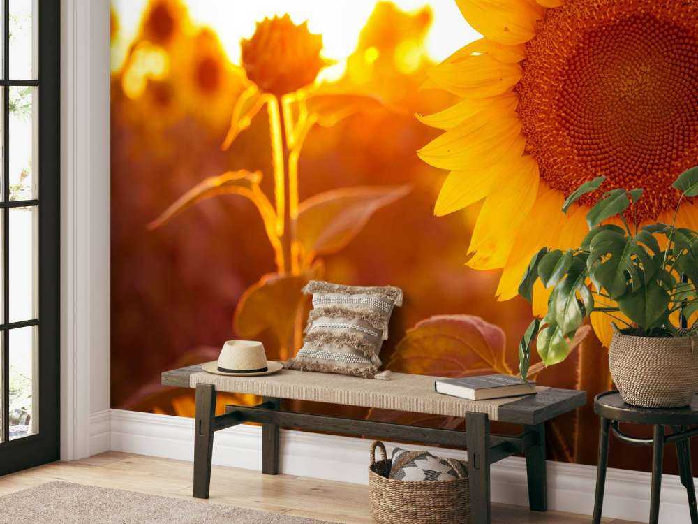 Champ de tournesol chaud