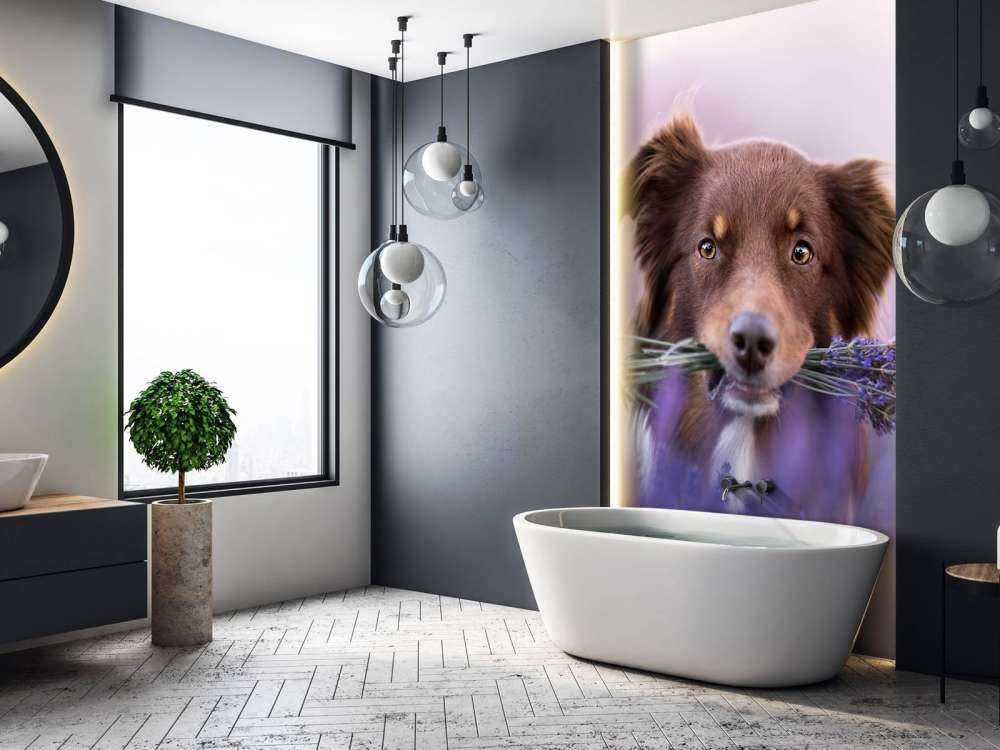 Chien à la lavande