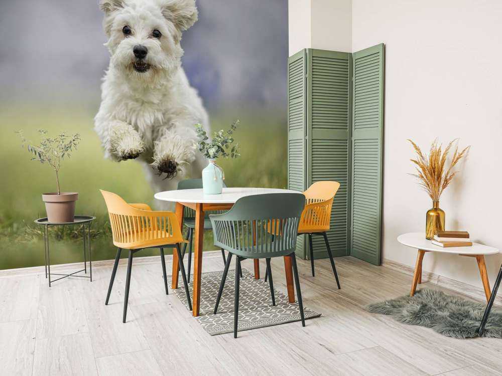 Chien courant
