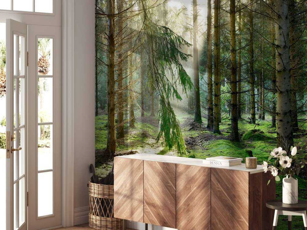 Forêt de conifères dans le soleil du matin