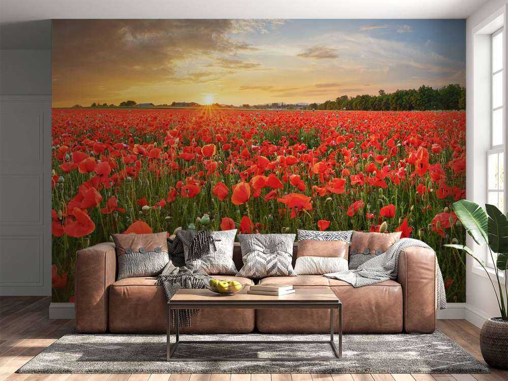 Coucher de soleil avec des coquelicots