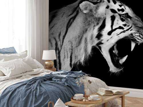 Tigre rugissant noir