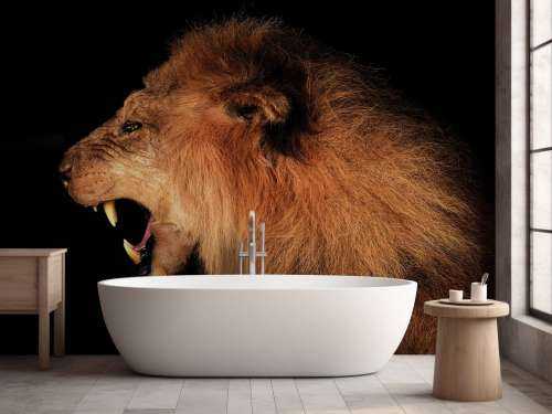 Lion rugissant