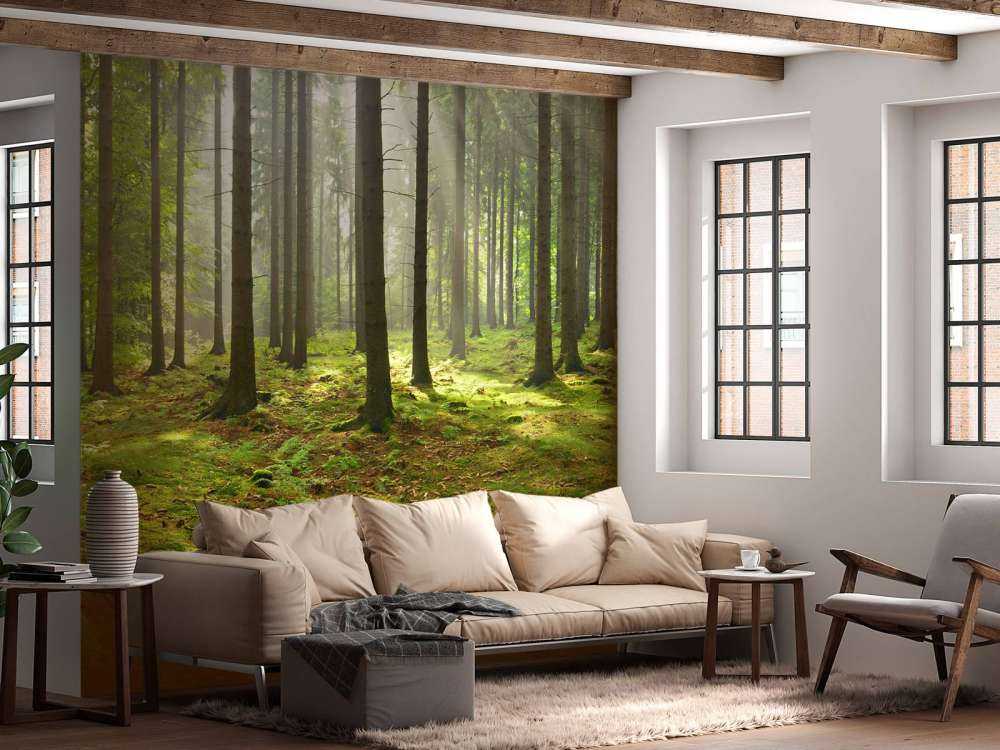 Forêt d'épicéas ensoleillée