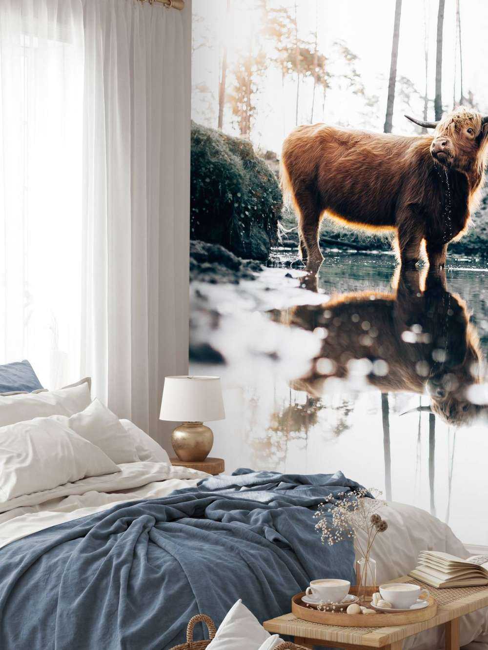 Highlander écossais dans l'eau