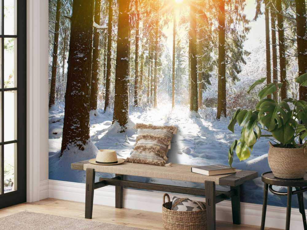 Lumière du soleil dans une forêt d'hiver