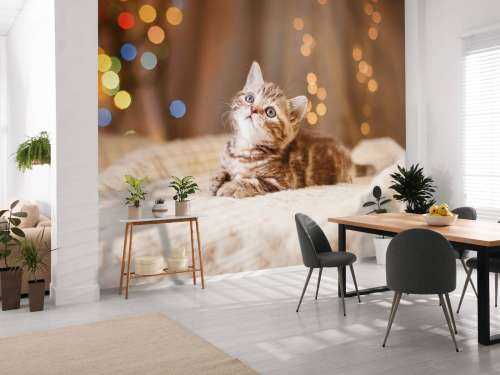 Une jolie chat