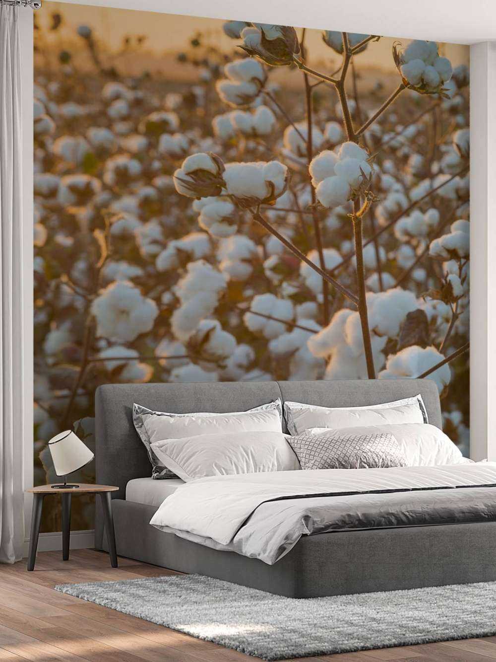 Champ de coton avec un ciel jaune doré